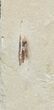 Cretaceous Fossil Squid - Soft-Bodied Preservation #48586-1